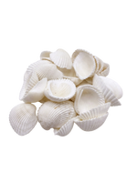 Natural White Clam Seashells Set for Crafting & Decor