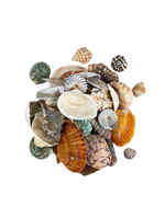 Natural Mixed Sea Shell Set for Crafts, Home Decor & Aquariums