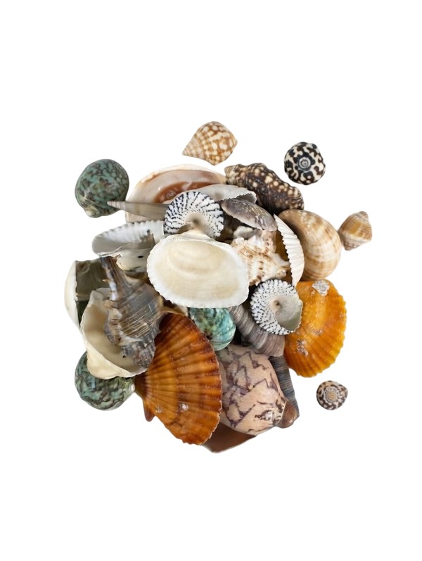 Natural Mixed Sea Shell Set for Crafts, Home Decor & Aquariums